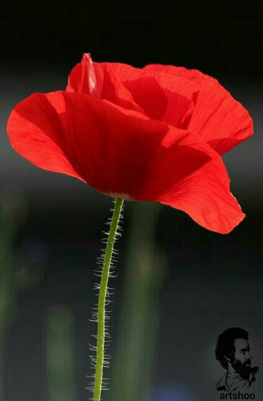 گل اورژینال رنگ روغن